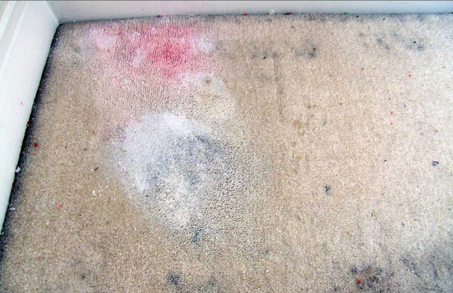Will Steaming My Carpet Kill Fleas at Ernest Dennis blog