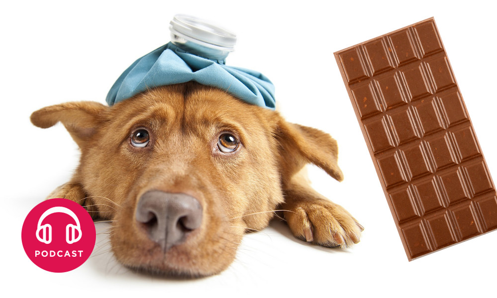 Pourquoi les chiens ne doiventils pas manger de chocolat