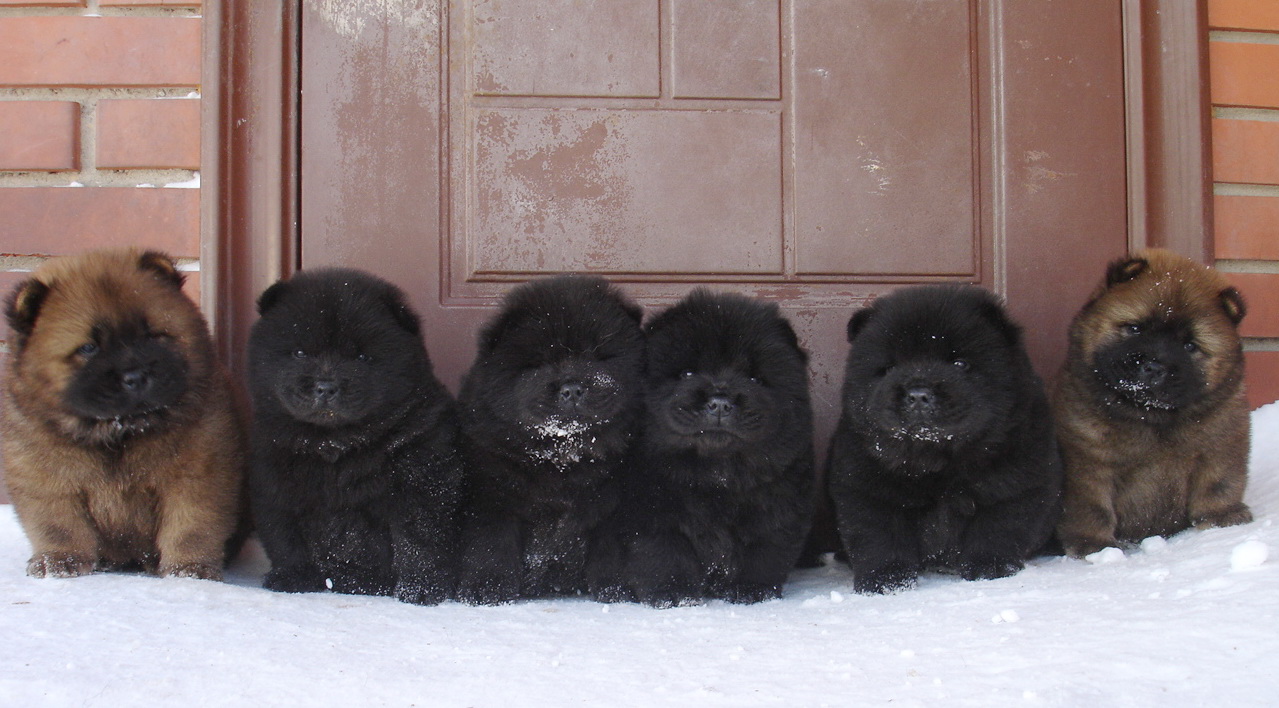 "ChowDalen" сhowchow. Chowchow valley. Main entrance