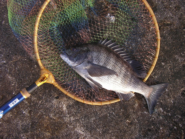 黒鯛道47 ｢冬の落とし込み釣り､その2｣｜最新攻略コラム｜釣割