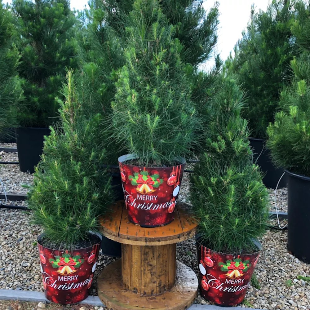 Potted Christmas Trees CHRISSY TREES 4 U