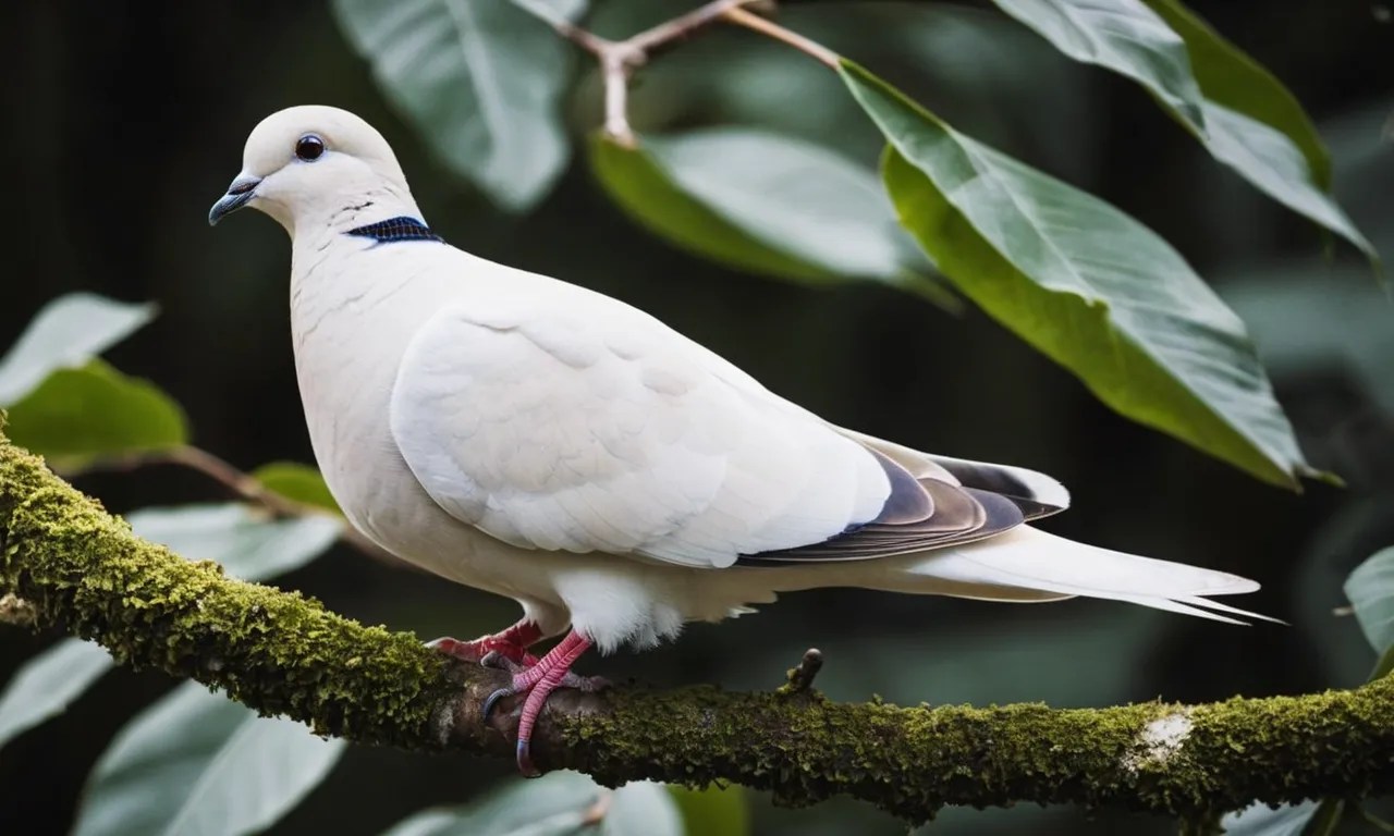 What Does The Dove Represent In The Bible? Christian site