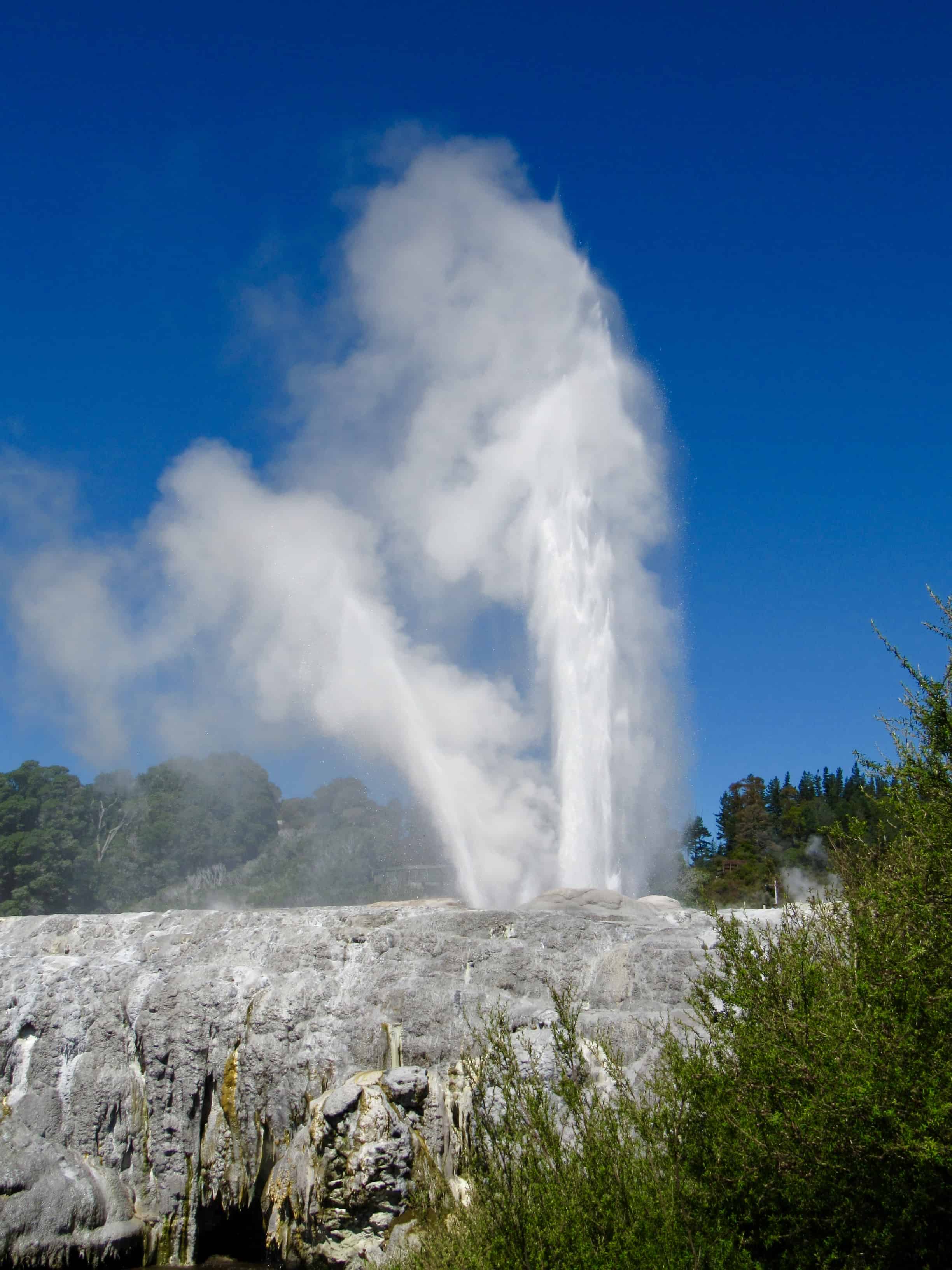 Te Puia, Rotorua, New Zealand So Much More Than Just a Geyser