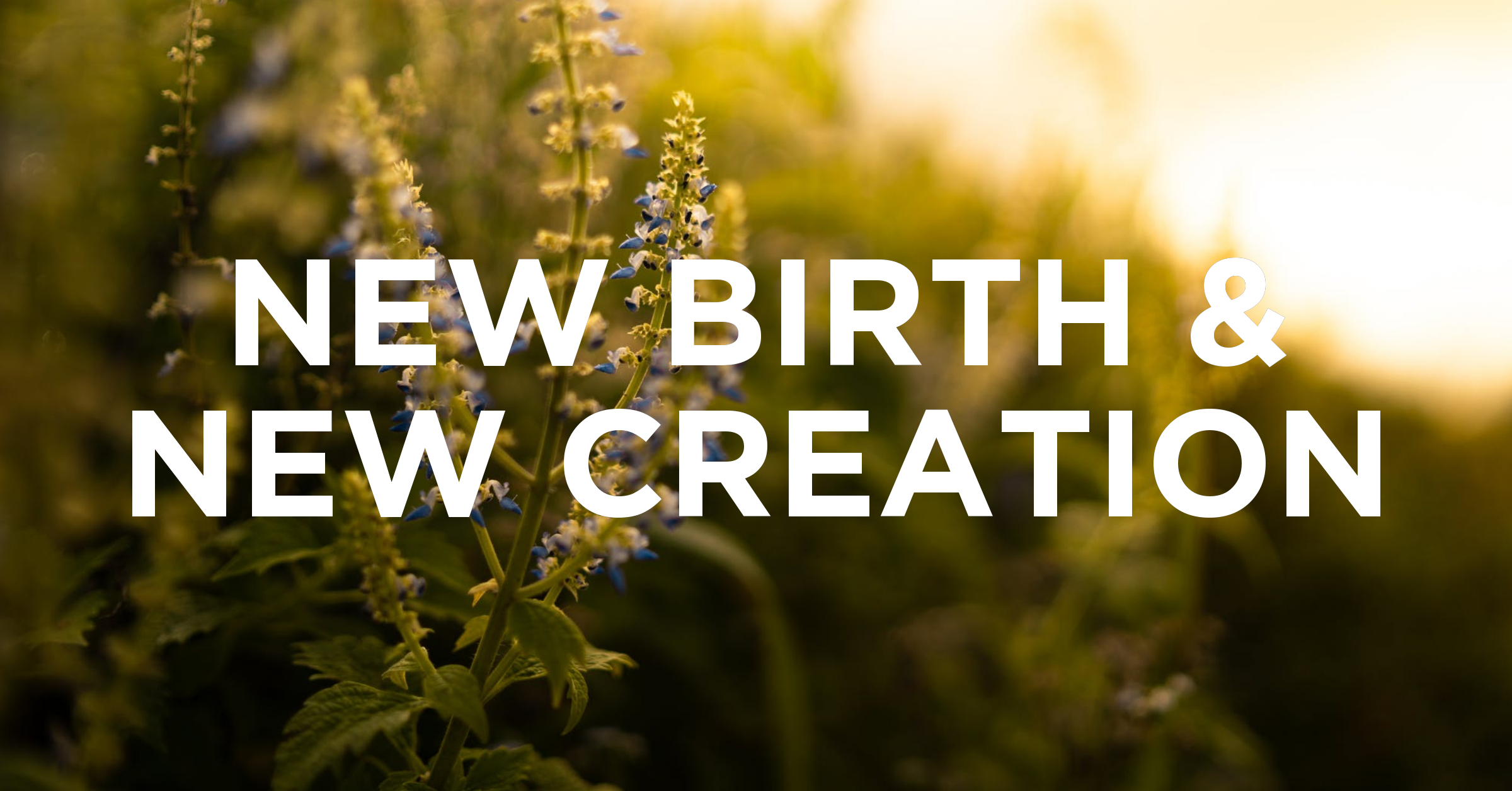 New Birth & New Creation Christ Church