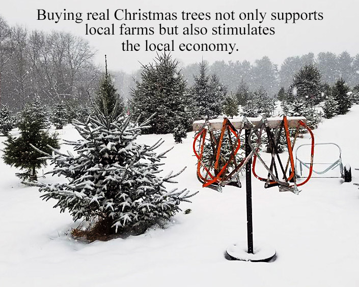 MCTA Member Photos Massachusetts Christmas Tree Association