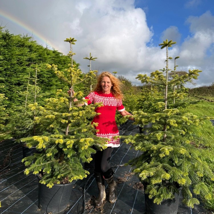 Christmas Tree Hire Cornwall Reduce festive waste, rent a Christmas tree