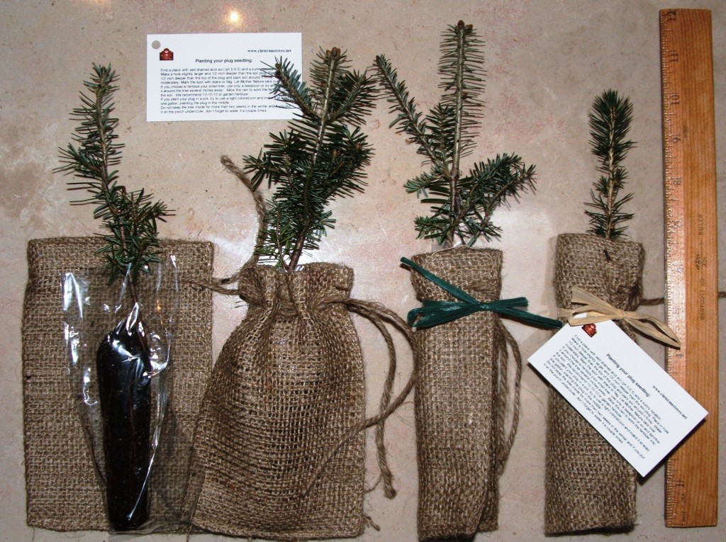 Seedling Favor Pictures Redrock Farm