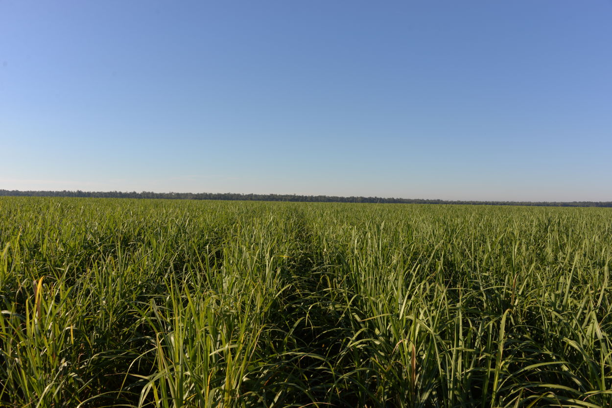 Louisiana Sugarcane Farm