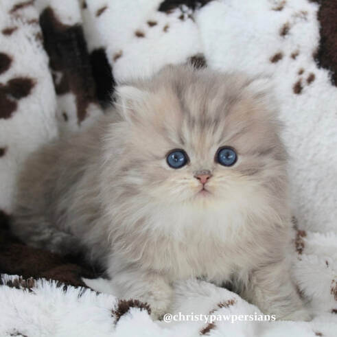 Blue Golden Persian Kittens For Sale - Christypaw Persians