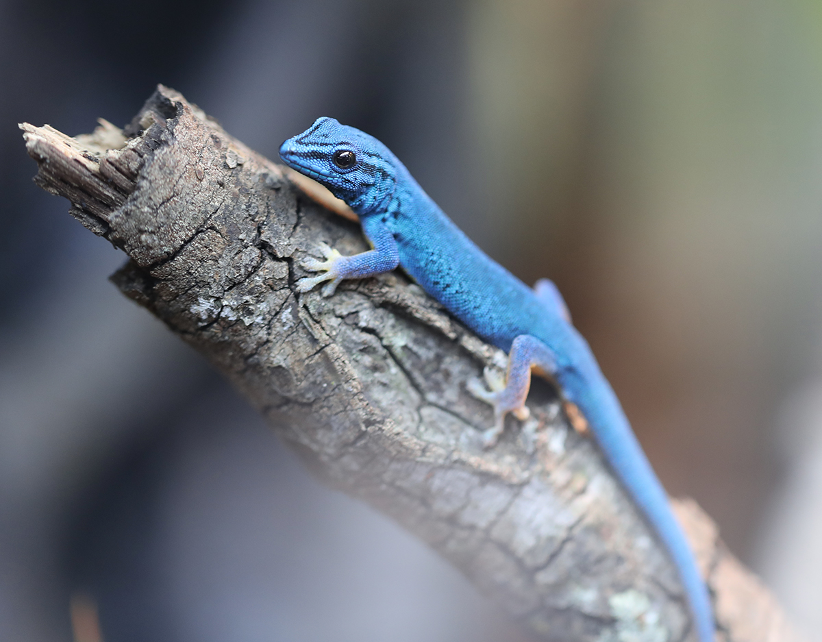 Lygodactylus williamsi Photo Gallery Chromatic Chameleons