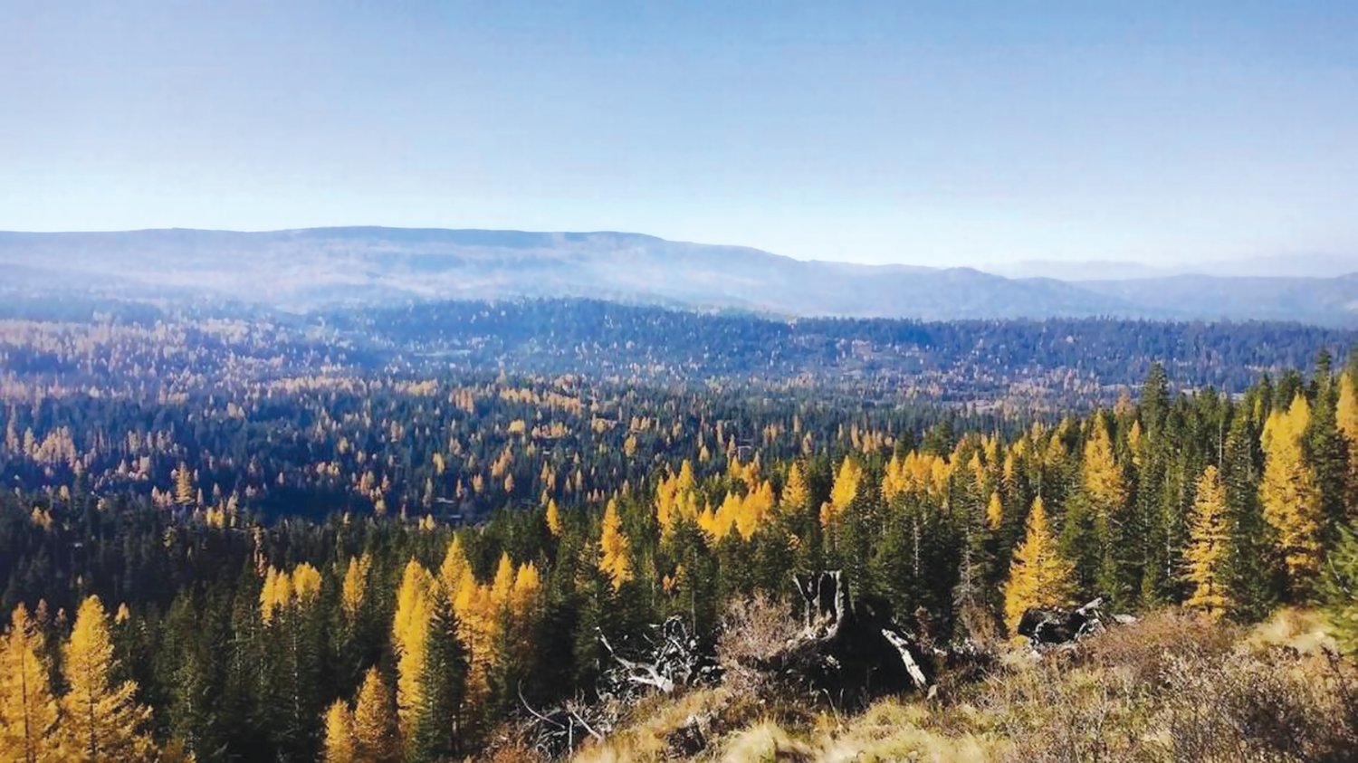 Lewis County Foothills Among Thousands of Forest Acres Were Destroyed