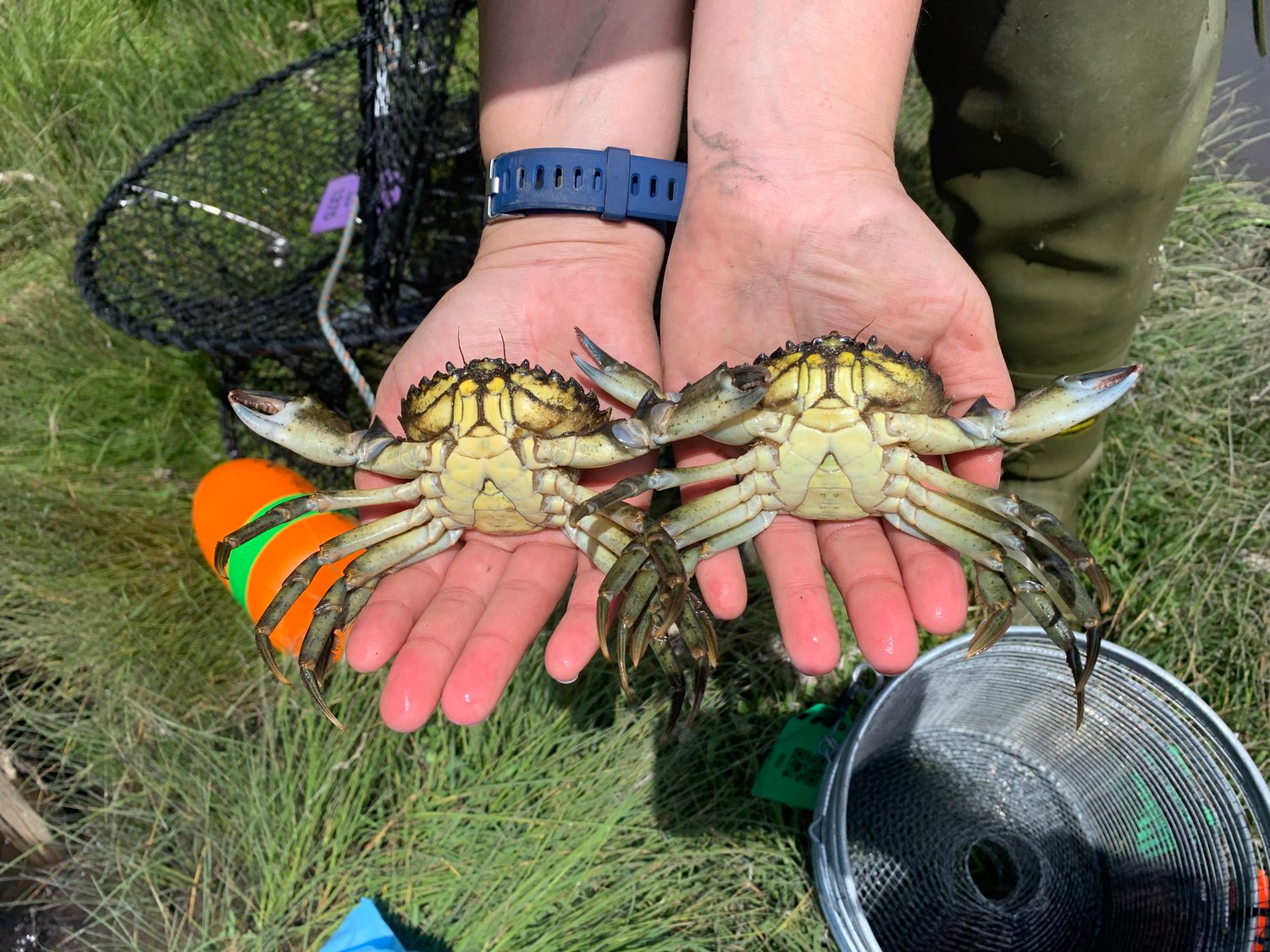 Invasive European Green Crabs Are Spreading in Washington The Daily