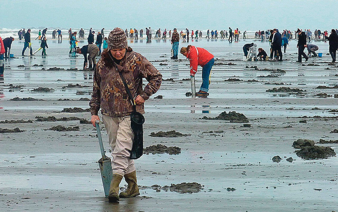 WDFW Announces 56 Days of Tentative Coastal Razor Clam Digs, Beginning