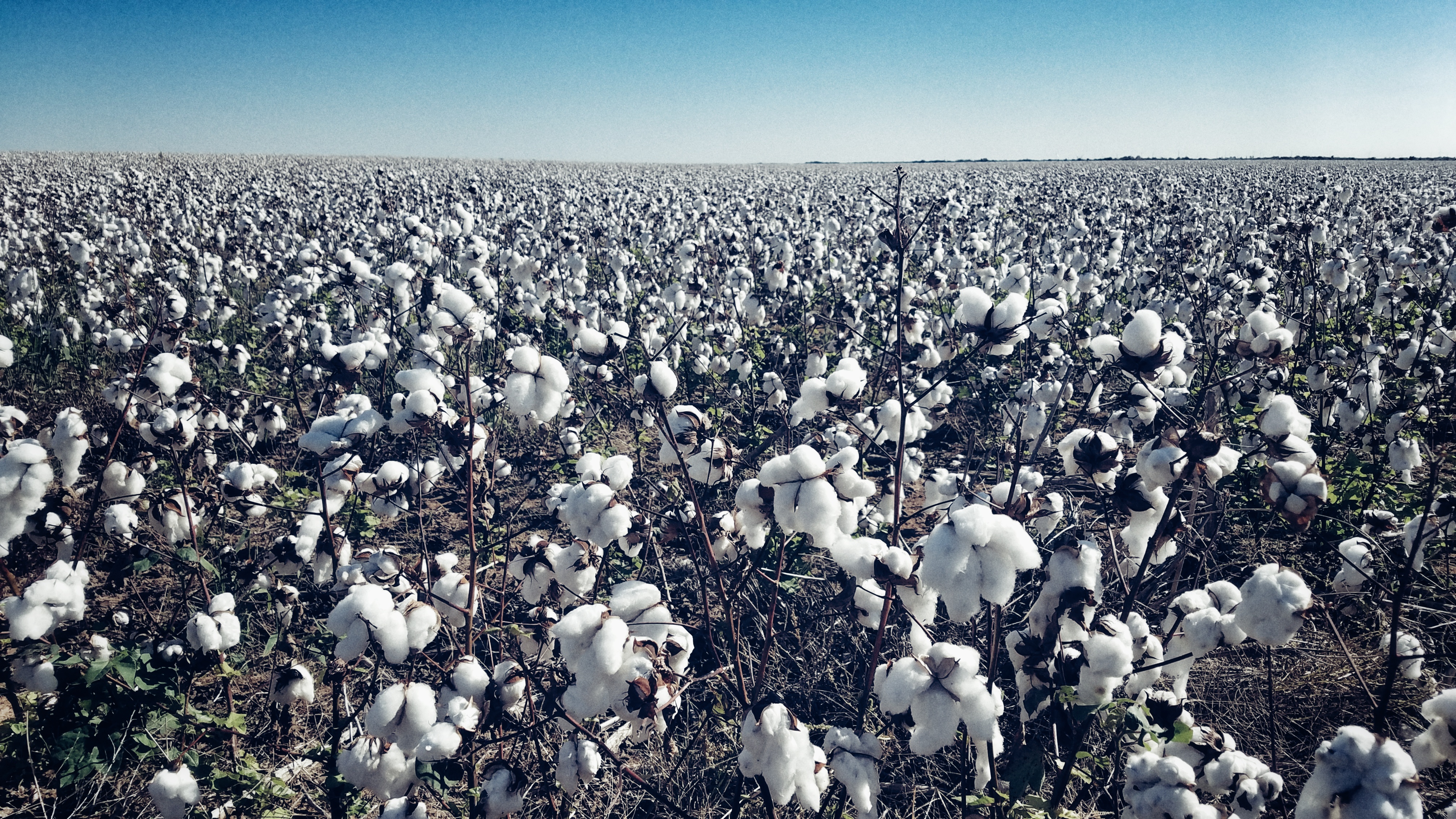 Iron Horse Photo Adventures Texas Cotton Field Chuck Jines