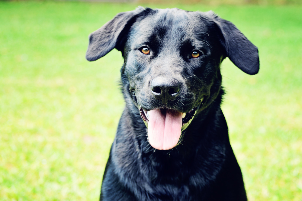 Dog Training Charleston Chucktown Charley