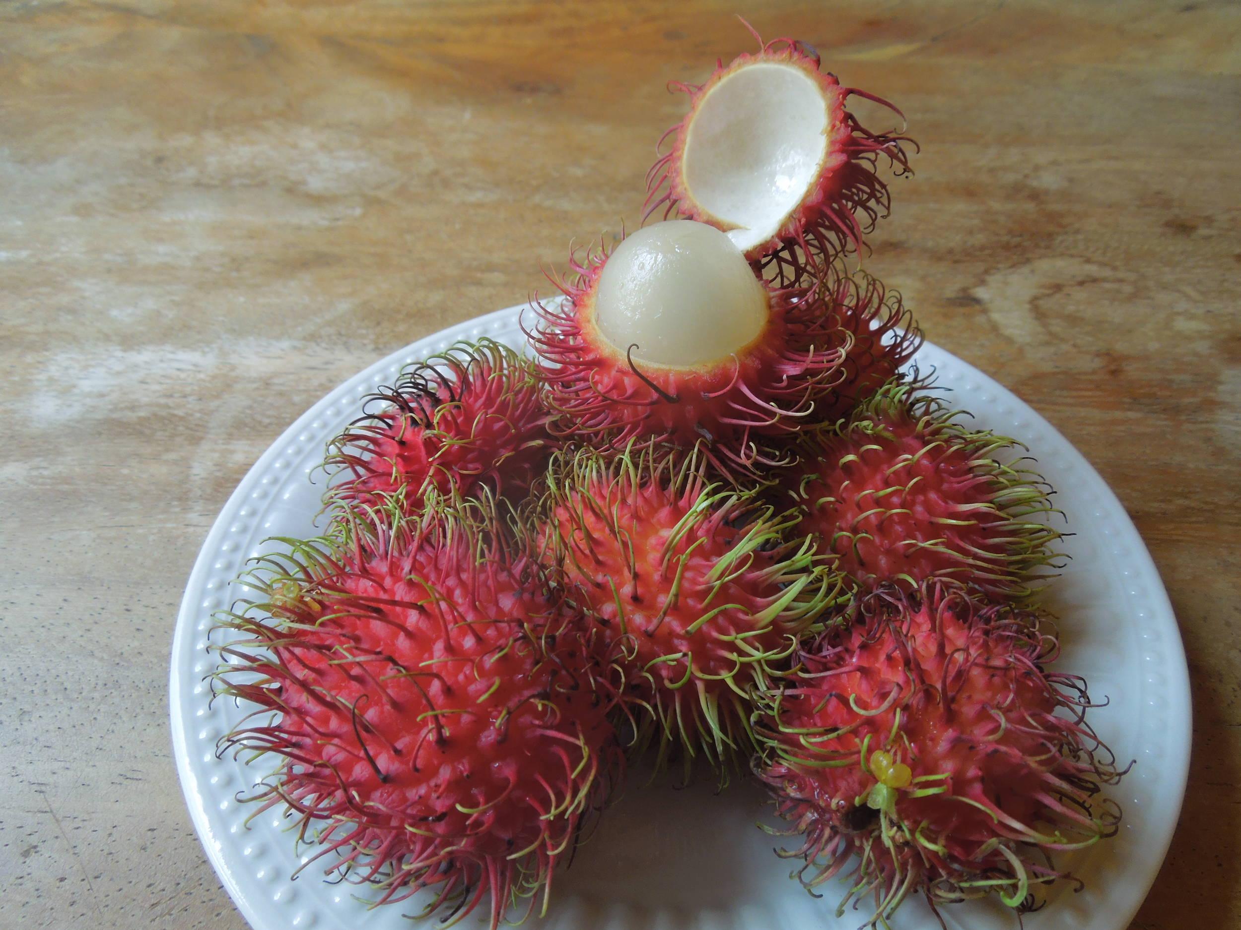 fuzzy fruit CHUM Social Dive Club