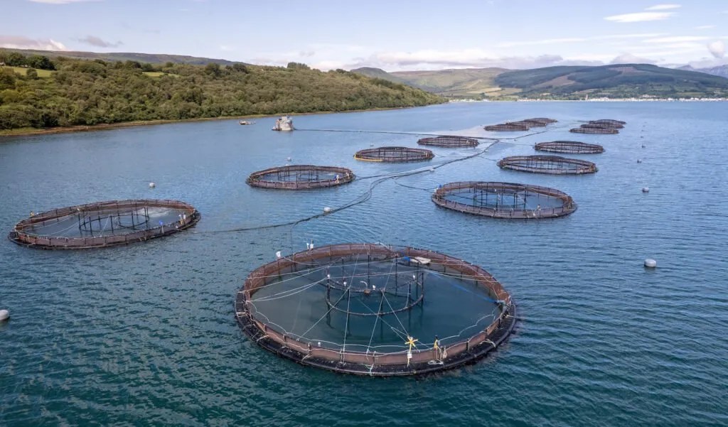 Global aquaculture How salmon are raised around the world