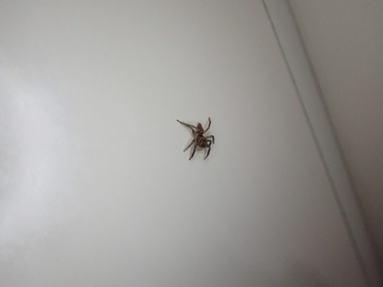 クモ類 ねずみ・害虫・シロアリ駆除ならシー・アイ・シー