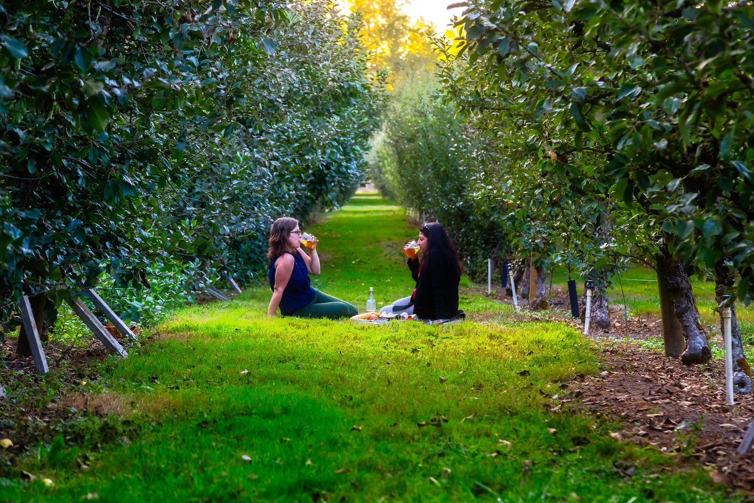 to Cider New Zealand