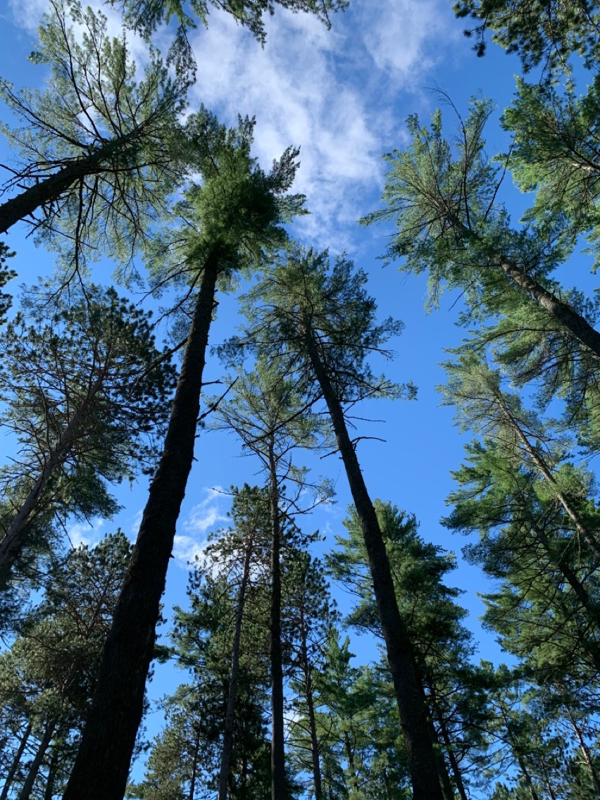 What we can learn from Canada’s oldest forest sample plots CIFIFC