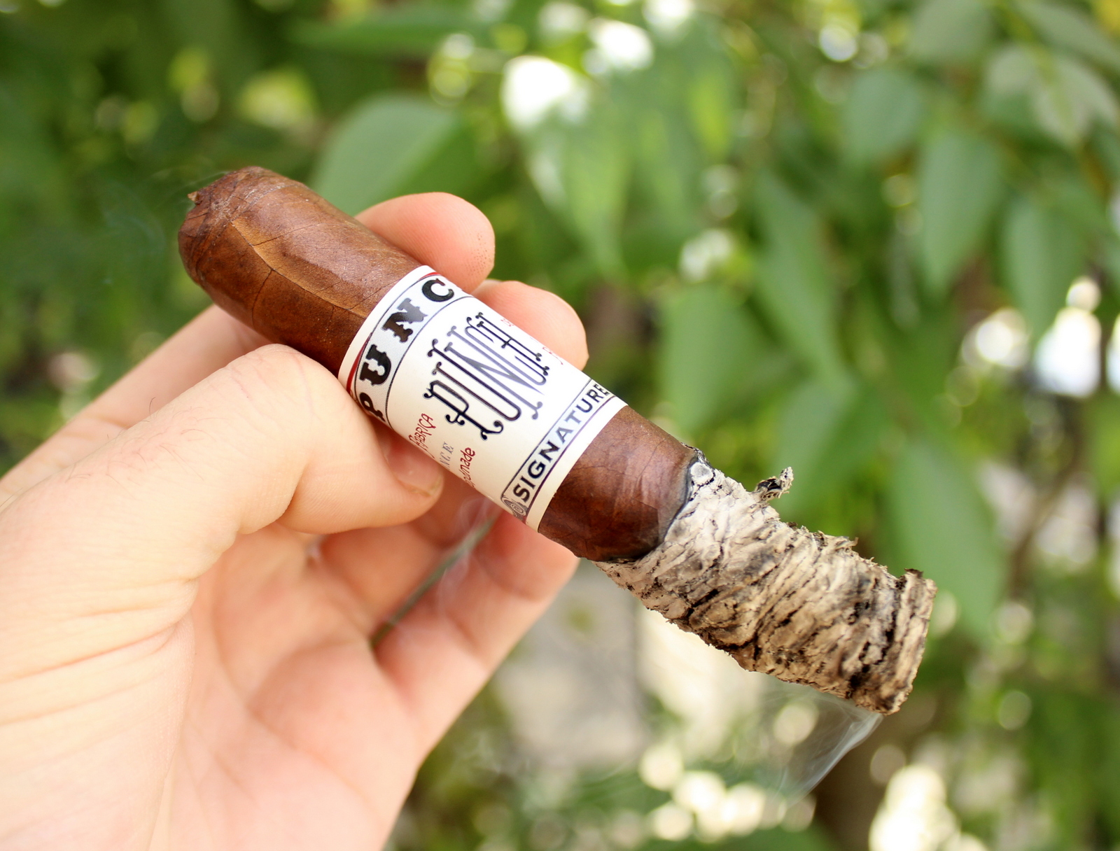 Punch Signature Robusto Review Cigar Inspector