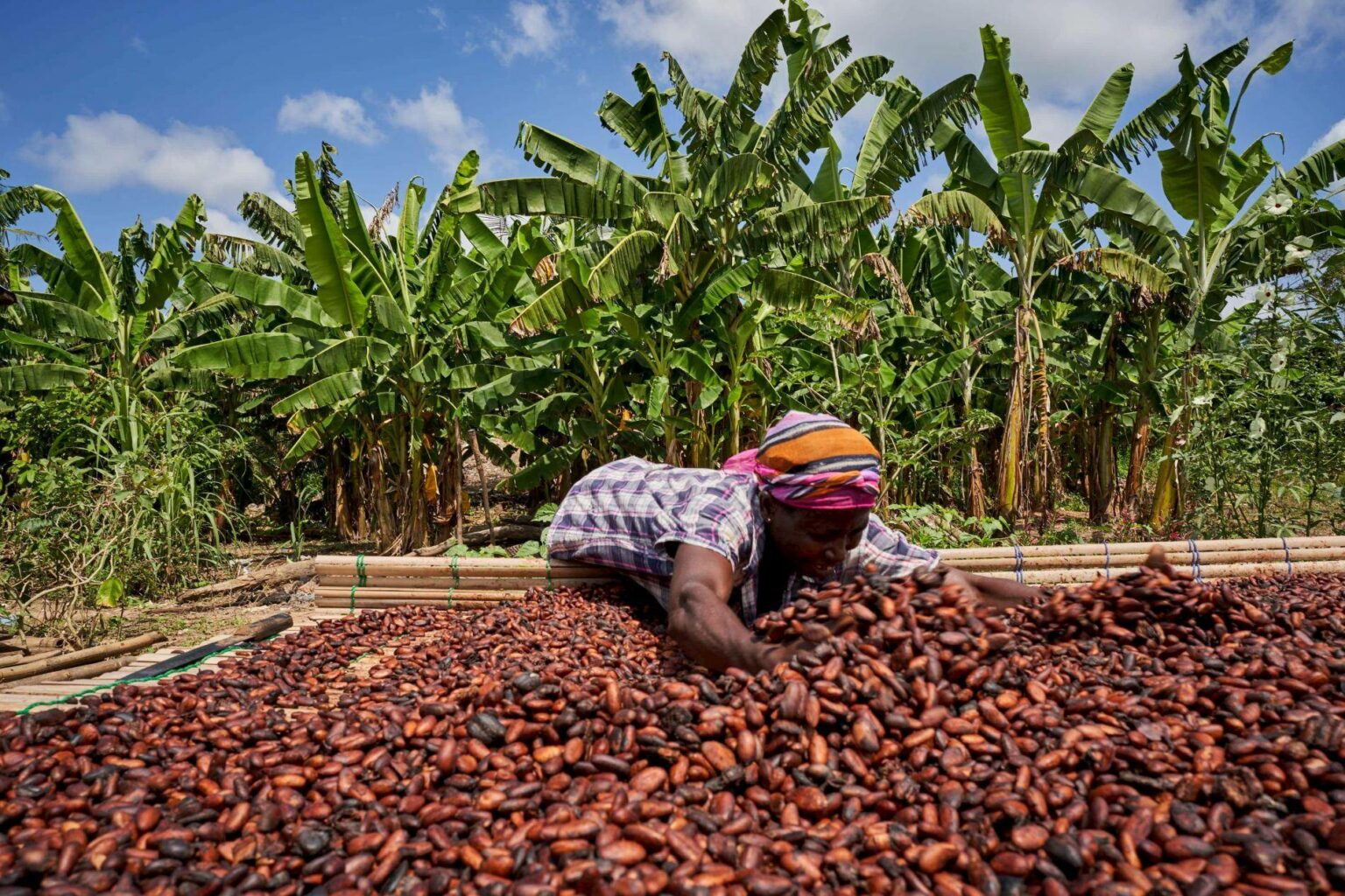Publication of Cocoa Origin Differentials for Côte D’Ivoire and Ghana