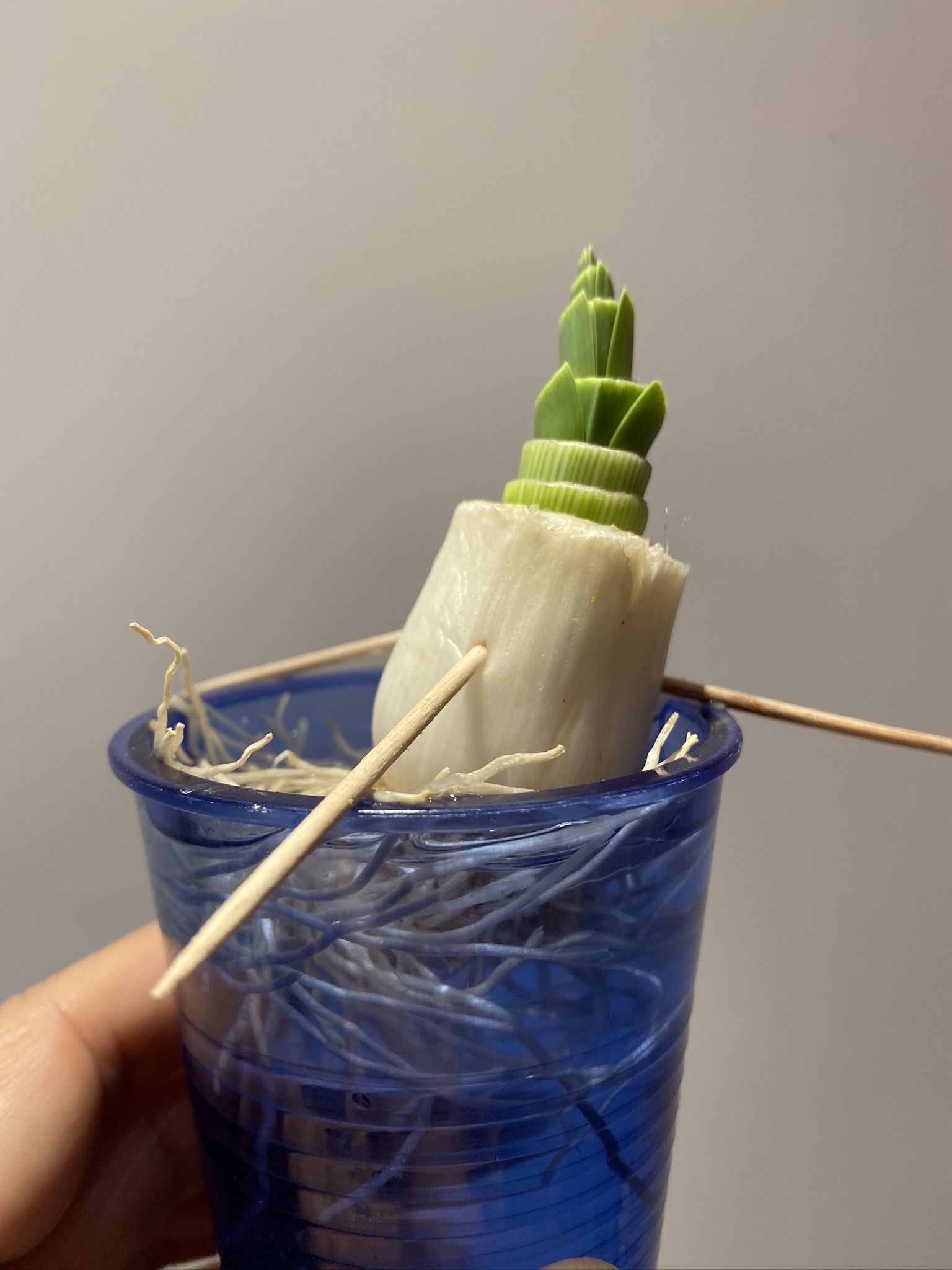 Faire repousser une racine de poireau Ciloubidouille