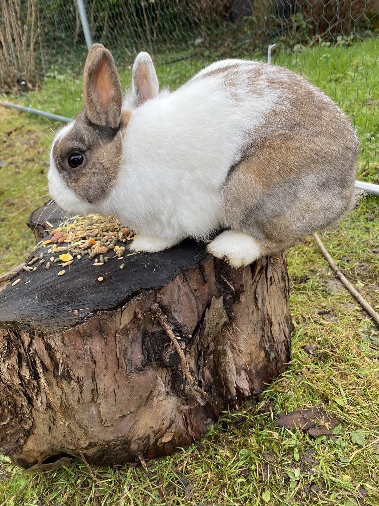 Lapins malins Ciloubidouille
