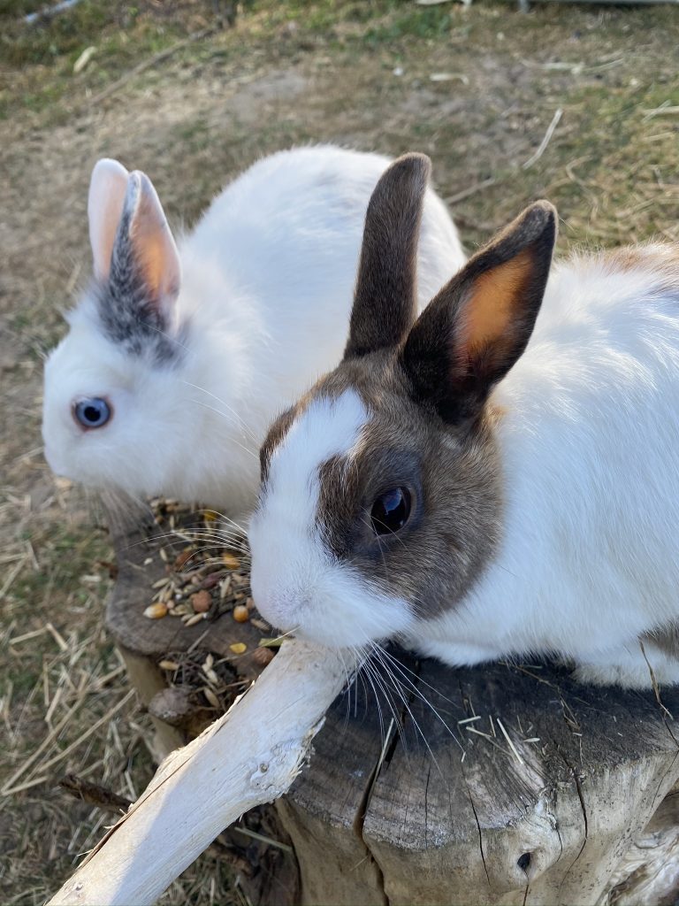 Cohabitation lapin cochon d'inde Ciloubidouille