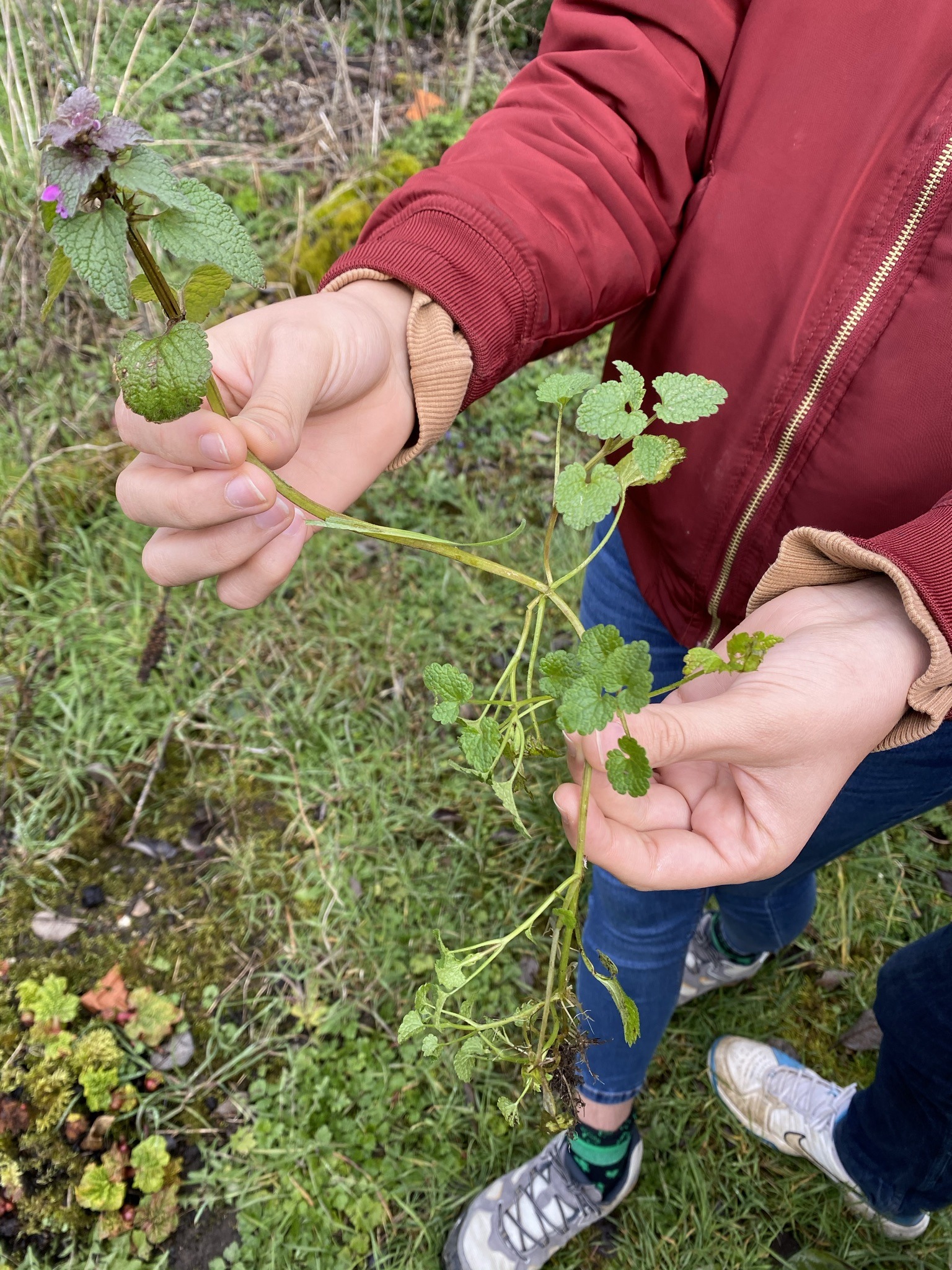 Stage de cuisine aux plantes sauvages mon avis