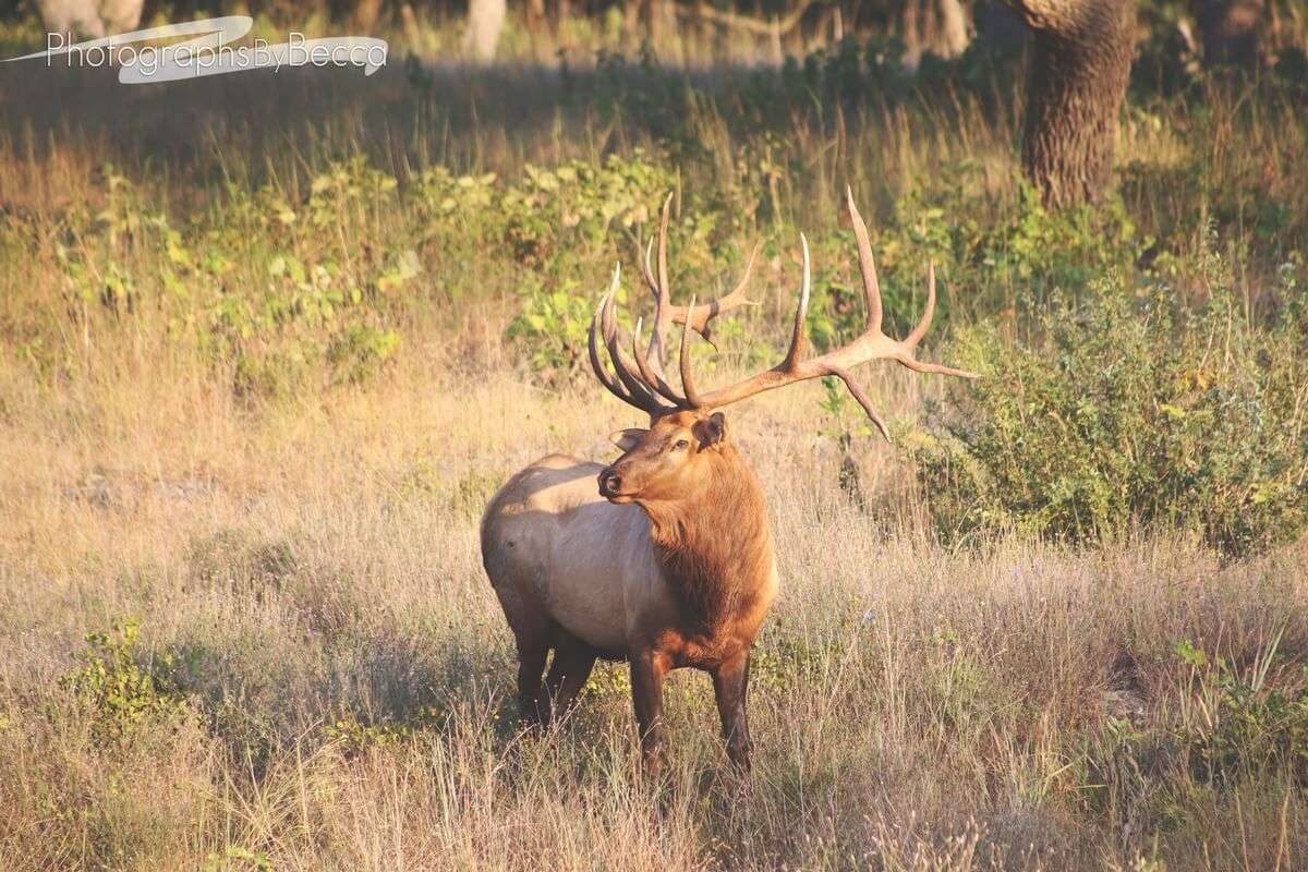 Texas Hill Country Elk, Whitetail Deer Hunting Preserve Cinco Canyon
