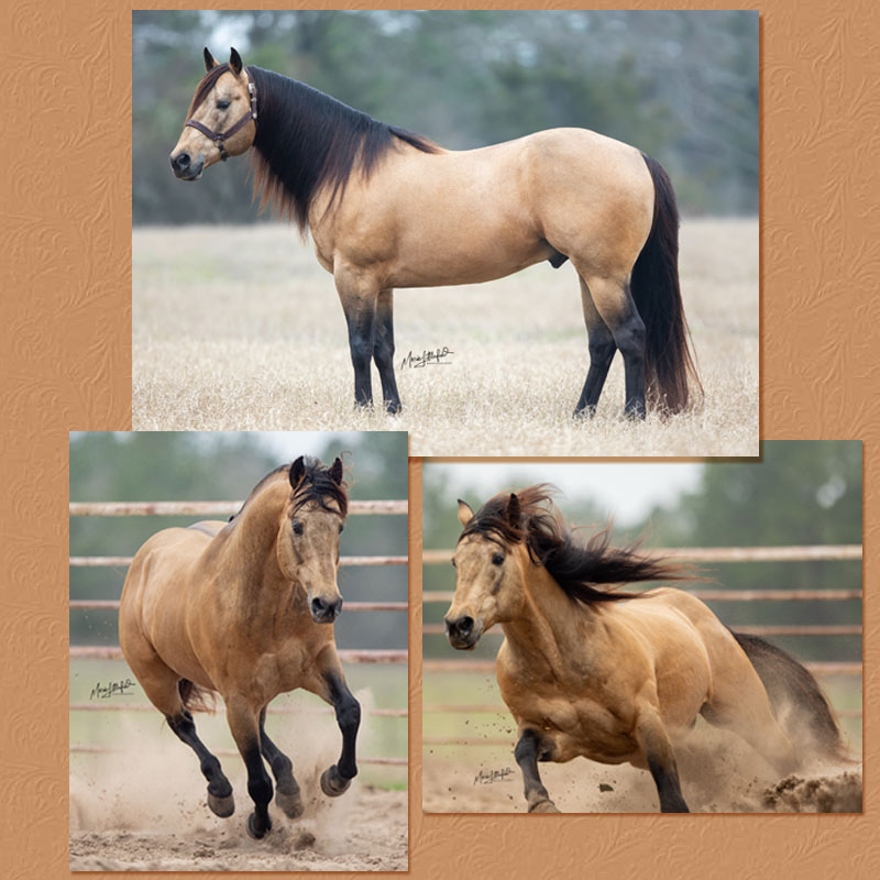 KN French Walnut Buckskin Quarter Horse Stallion Service Circle M