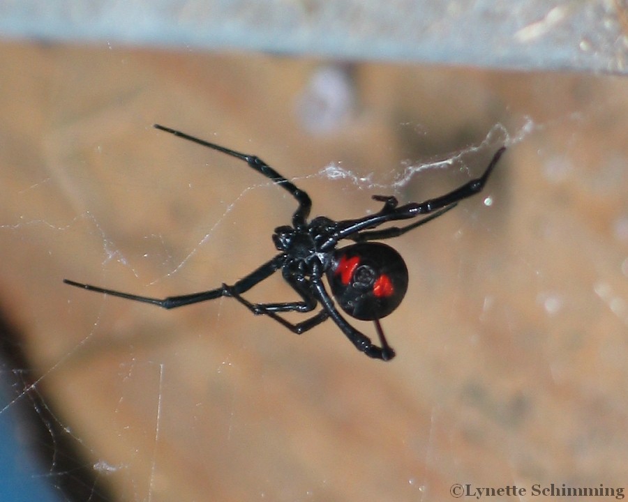 Black Widow Spider Latrodectus mactans North American Insects & Spiders