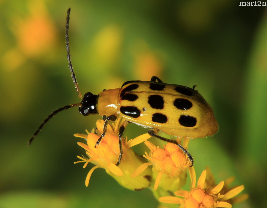 Family Chrysomelidae Leaf Beetles North American Insects & Spiders