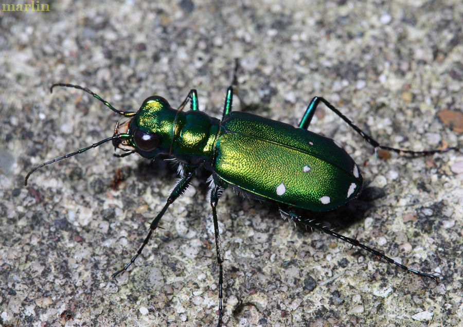 Sixspotted Green Tiger Beetle Cicindela sexguttata North American