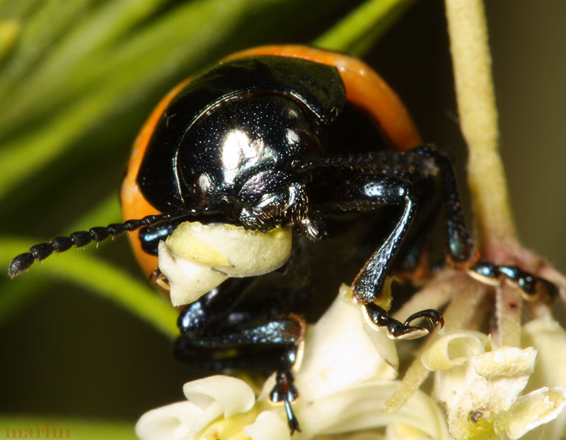 Milkweed Leaf Beetle North American Insects & Spiders
