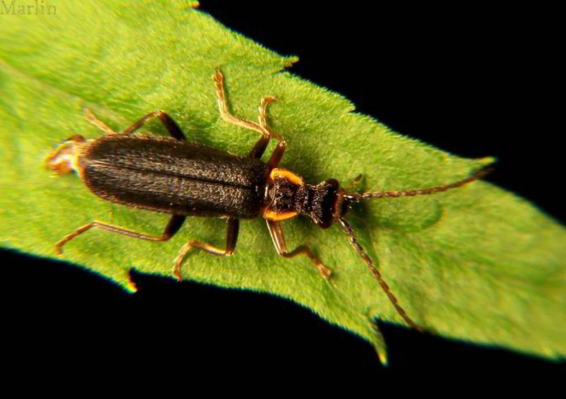 Soldier Beetles Family Cantharidae North American Insects & Spiders