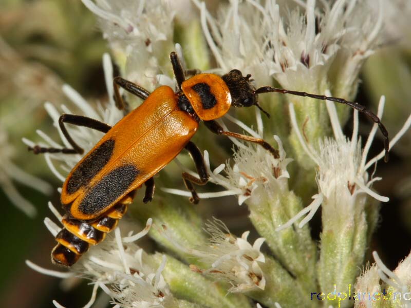 Soldier Beetle Chauliognathus pensylvanicus North American Insects