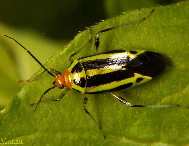 Four Lined Plant Bug Poecilocapsus lineatus North American Insects