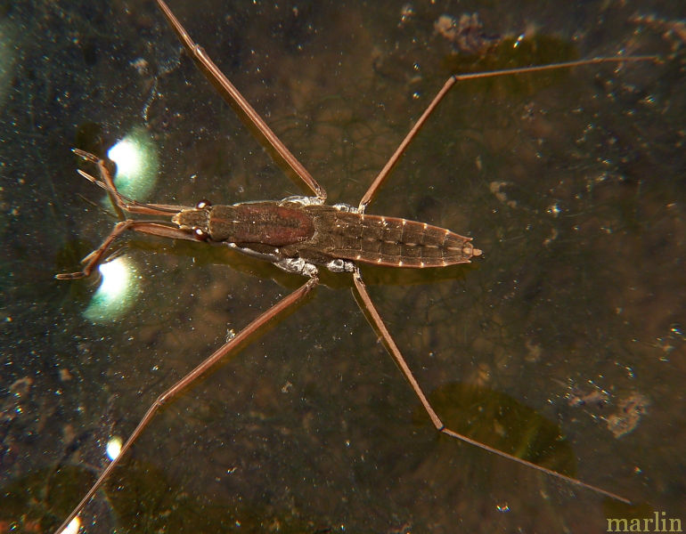 Water Strider Gerris sp. North American Insects & Spiders