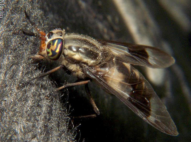 Deer Fly Chrysops callidus North American Insects & Spiders