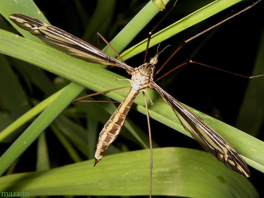Crane Fly Tipula caloptera North American Insects & Spiders