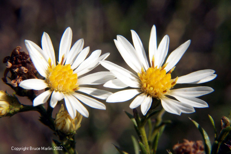 What flowers do rabbits not eat? Yahoo Answers