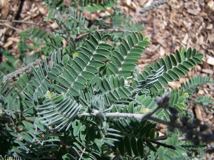 Lead Plant Amorpha canescens North American Insects & Spiders