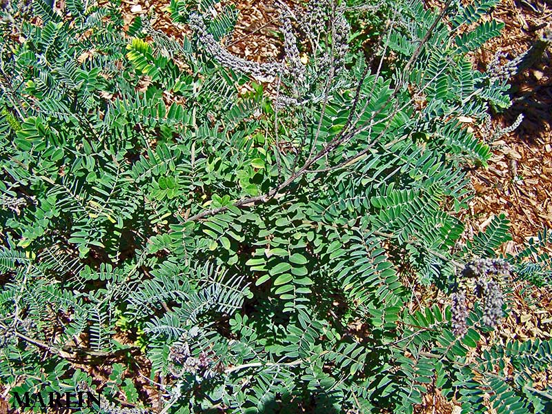 Lead Plant Amorpha canescens North American Insects & Spiders