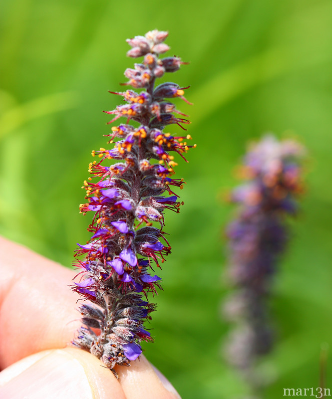 Lead Plant Amorpha canescens North American Insects & Spiders