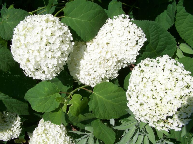 Wild Hydrangea Hydrangea arborescens North American Insects & Spiders