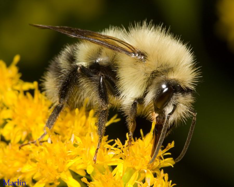 Bumble Bees Pollinators Extraordinaire