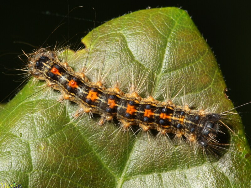 Gypsy Moth Lymantria dispar North American Insects & Spiders