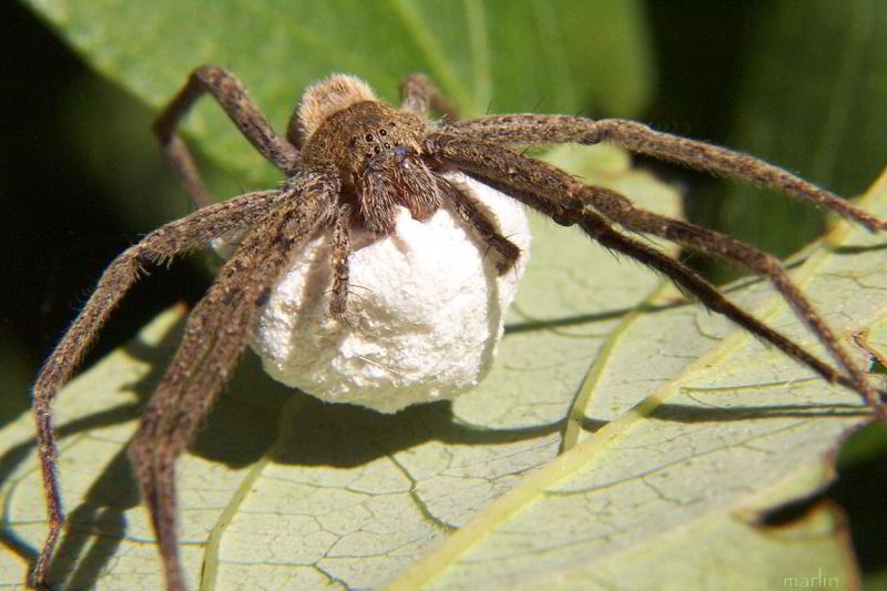 Nursery Web Spider with egg sac Pisaurina sp. North American Insects